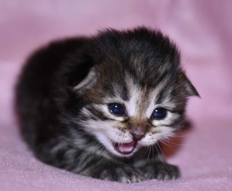 Sibirisk kattunge Nele