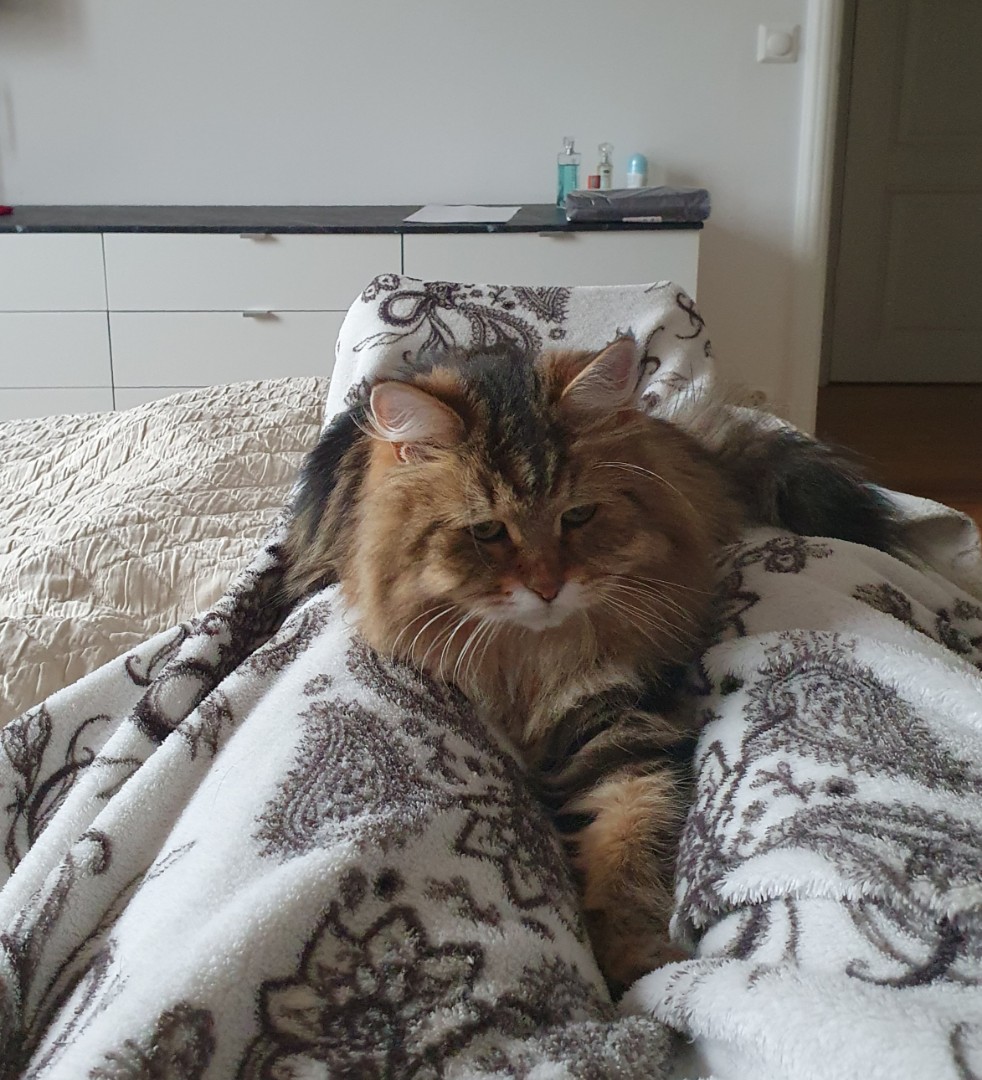 Sibirisk katt Yangel