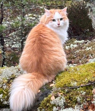 Sibirisk katt Tethys