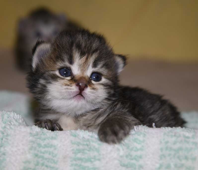 Sibirisk kattunge Nele