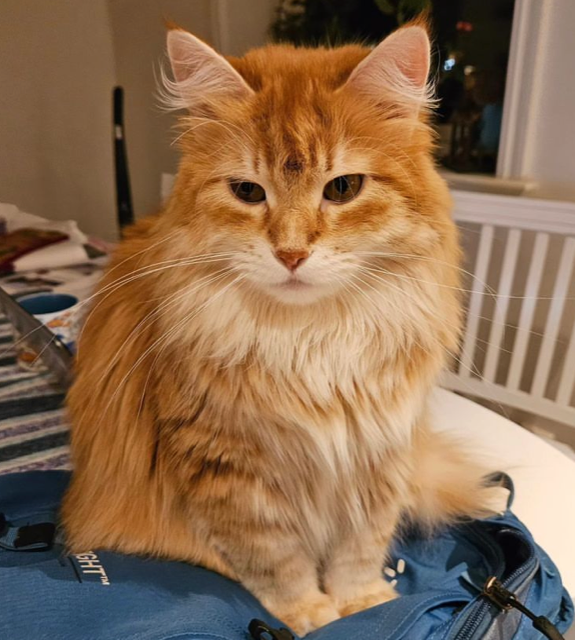 Sibirisk katt Ferarri