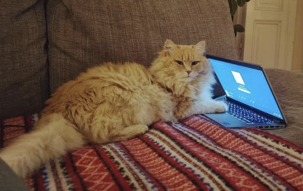 Sibirisk katt Barry