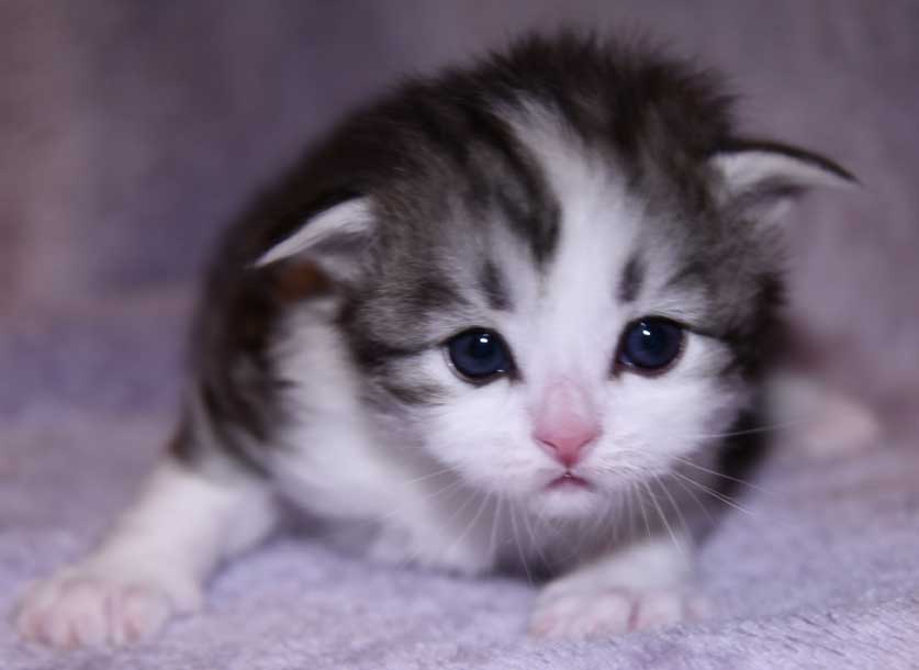 Sibirisk kattunge Noel