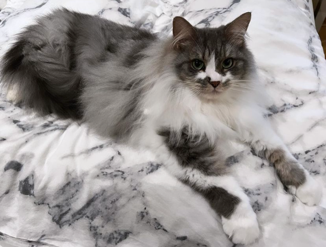 Sibirisk katt Deimos