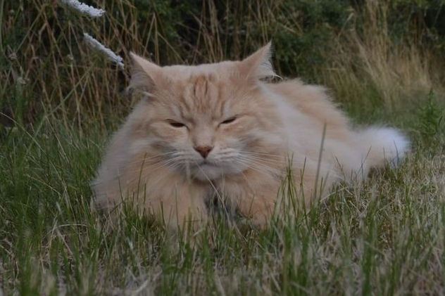 Sibirisk katt Diablo