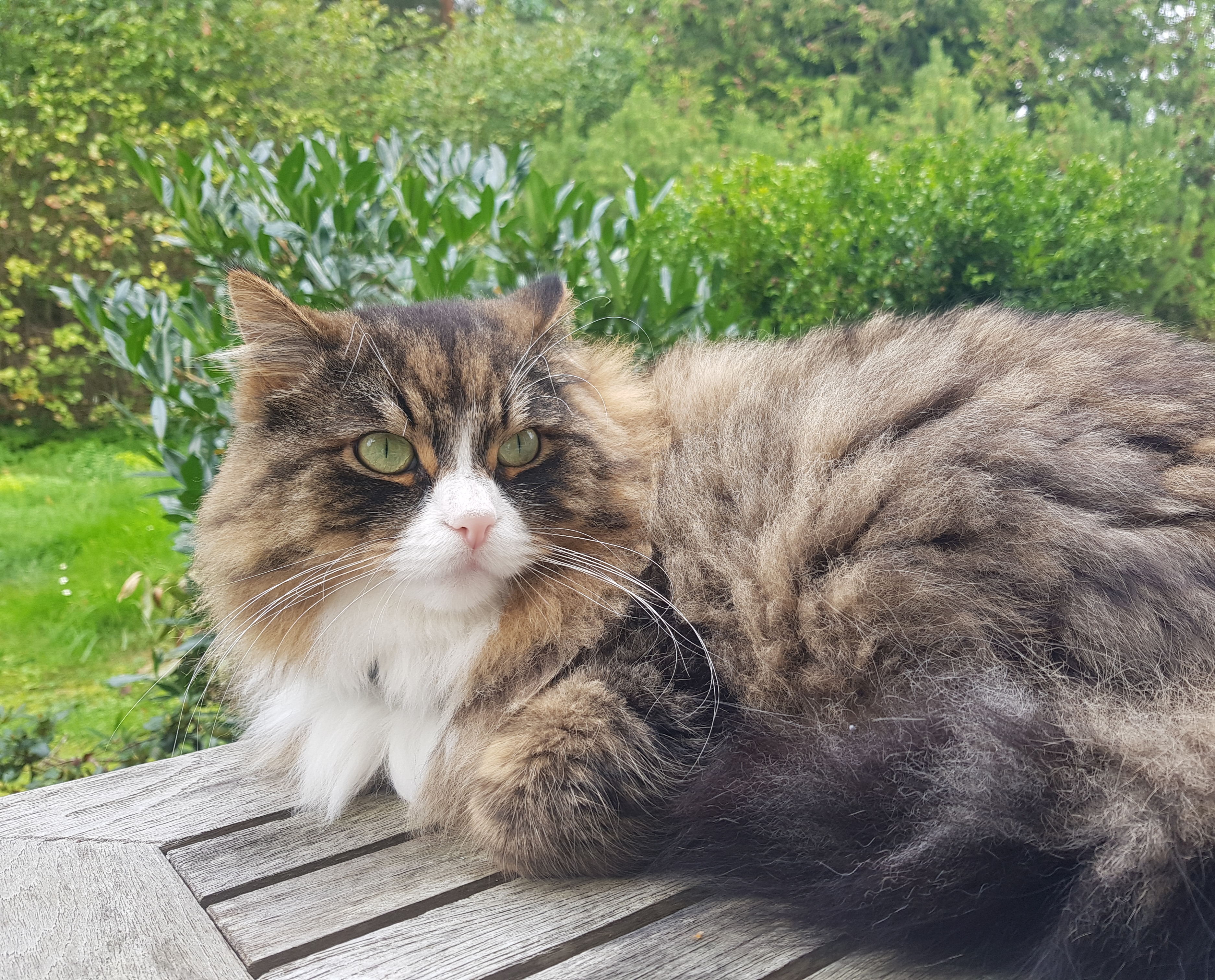 Sibirisk katt Zeno