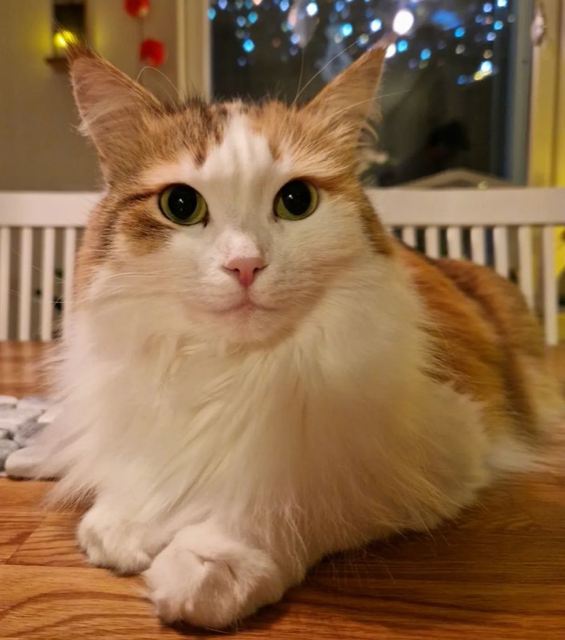 Sibirisk katt Nymphe
