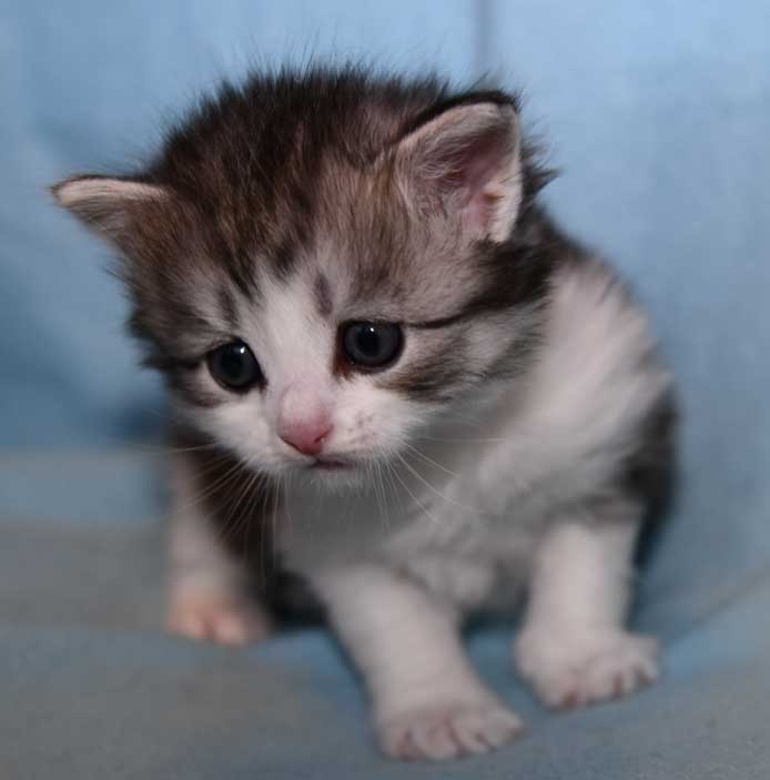 Sibirisk katt Norma