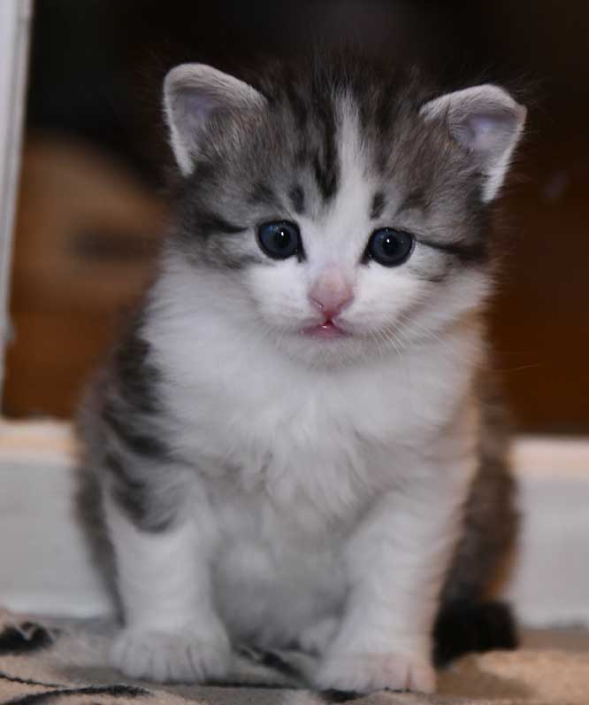Sibirisk kattunge Noel
