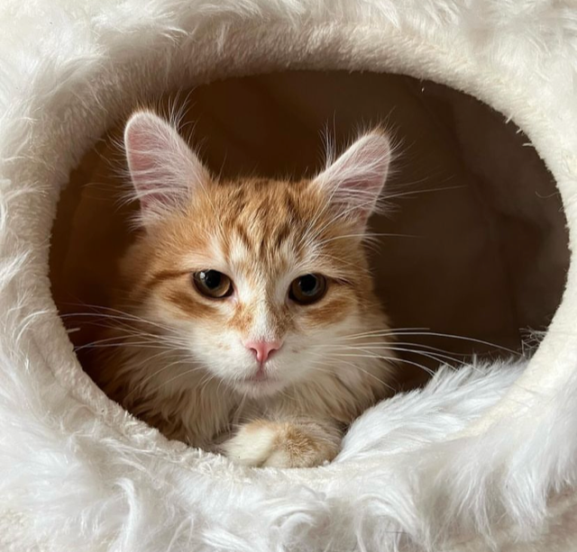 Sibirisk katt Metis