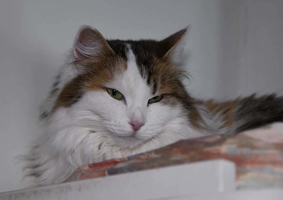 Sibirisk katt Tracie