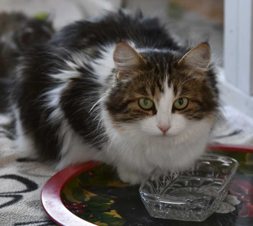Sibirisk katt Vickie