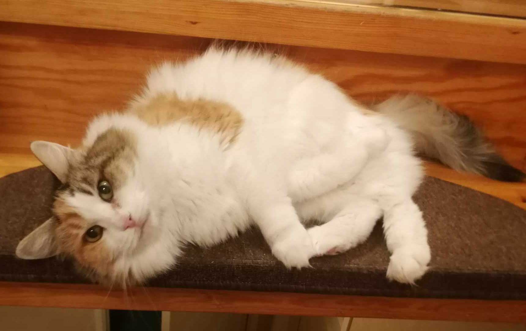 Sibirisk katt Colbie