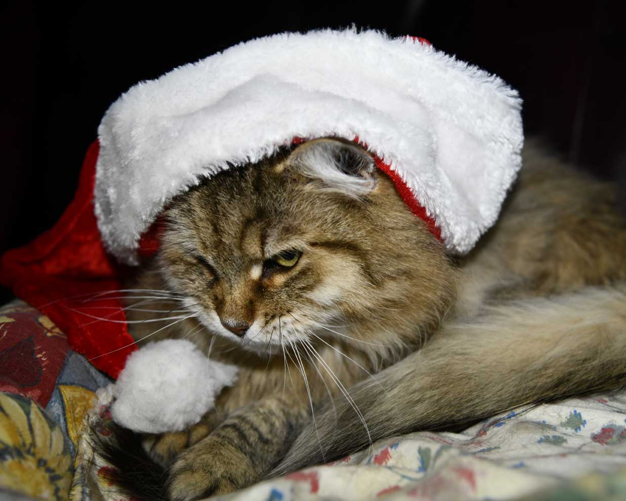Sibirisk katt tomte Gabbie