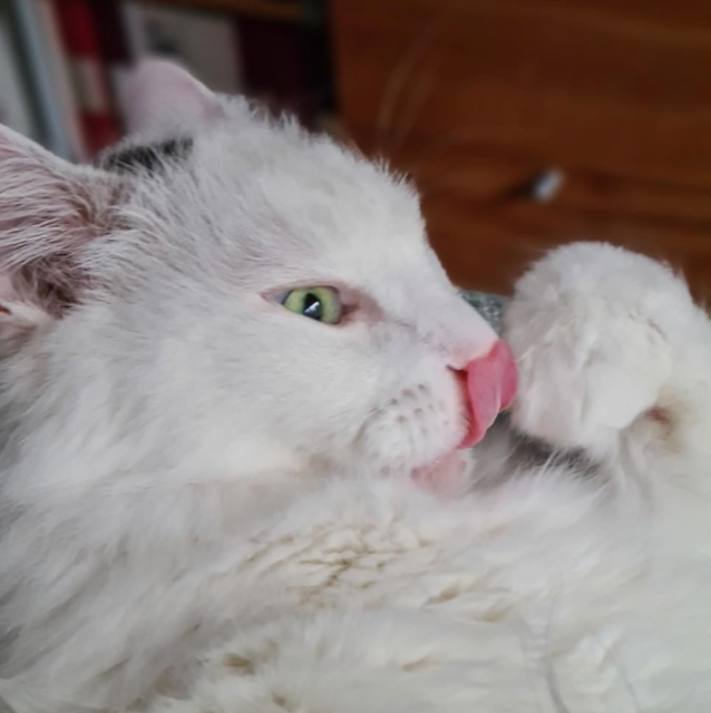 Sibirisk katt Mars