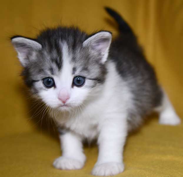 Sibirisk kattunge Noel