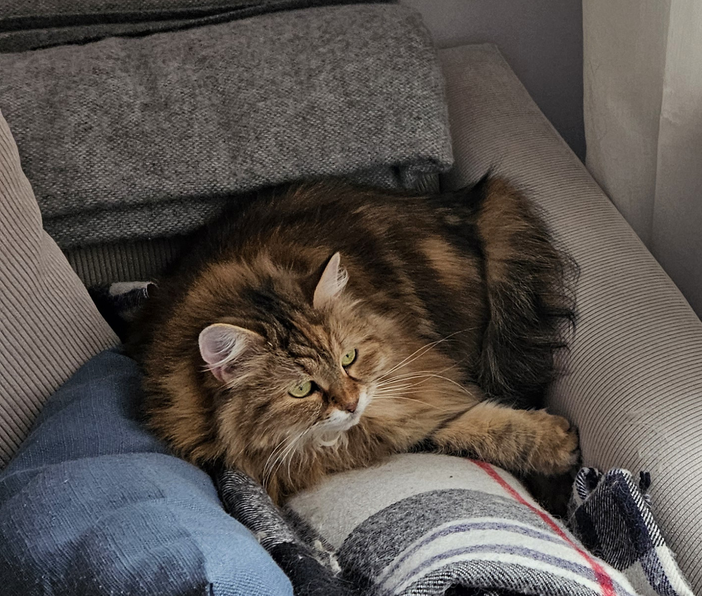 Sibirisk katt Yanai