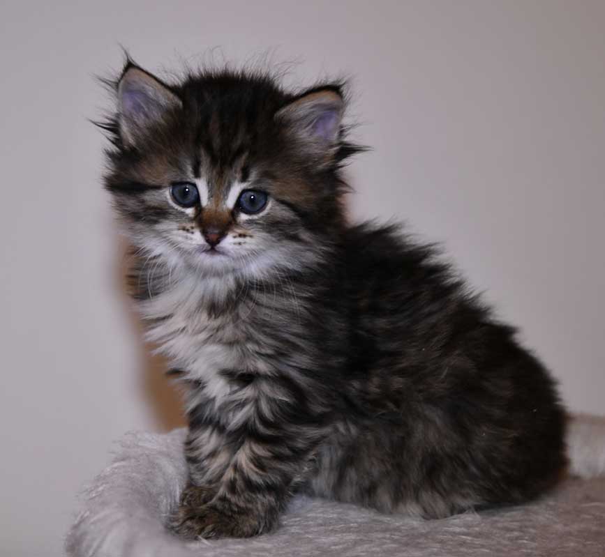 Sibirisk kattunge Nele