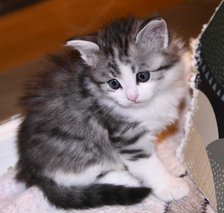 Sibirisk kattunge Noel