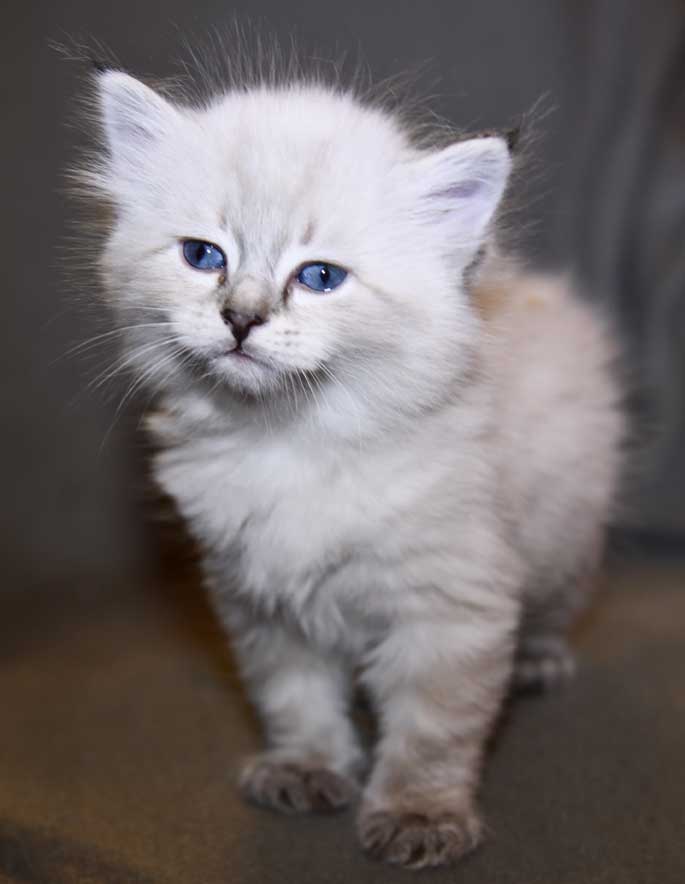 Sibirisk kattunge Oberon