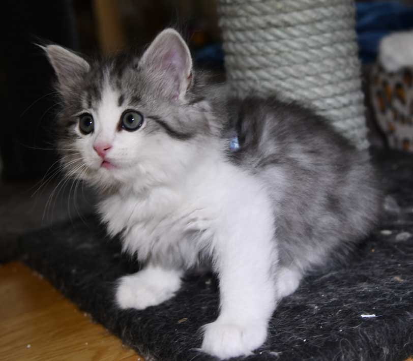 Sibirisk kattunge Noël