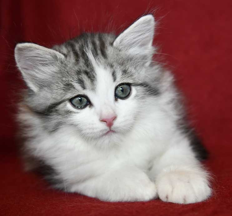 Sibirisk kattunge Noel