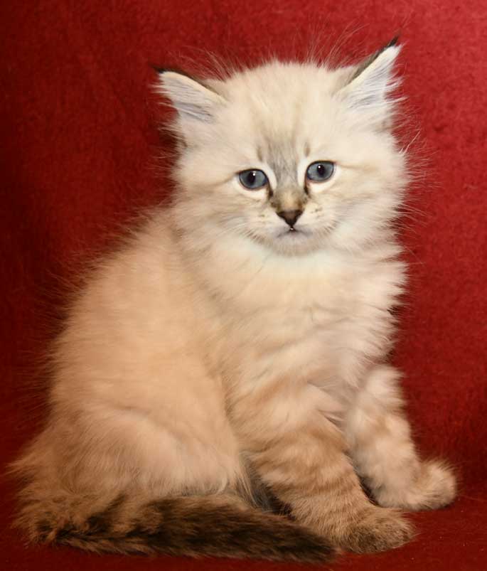 Neva Masquerade kattunge Oberon