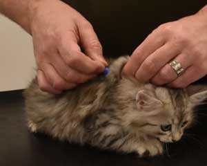 Sibirisk kattunge Nike