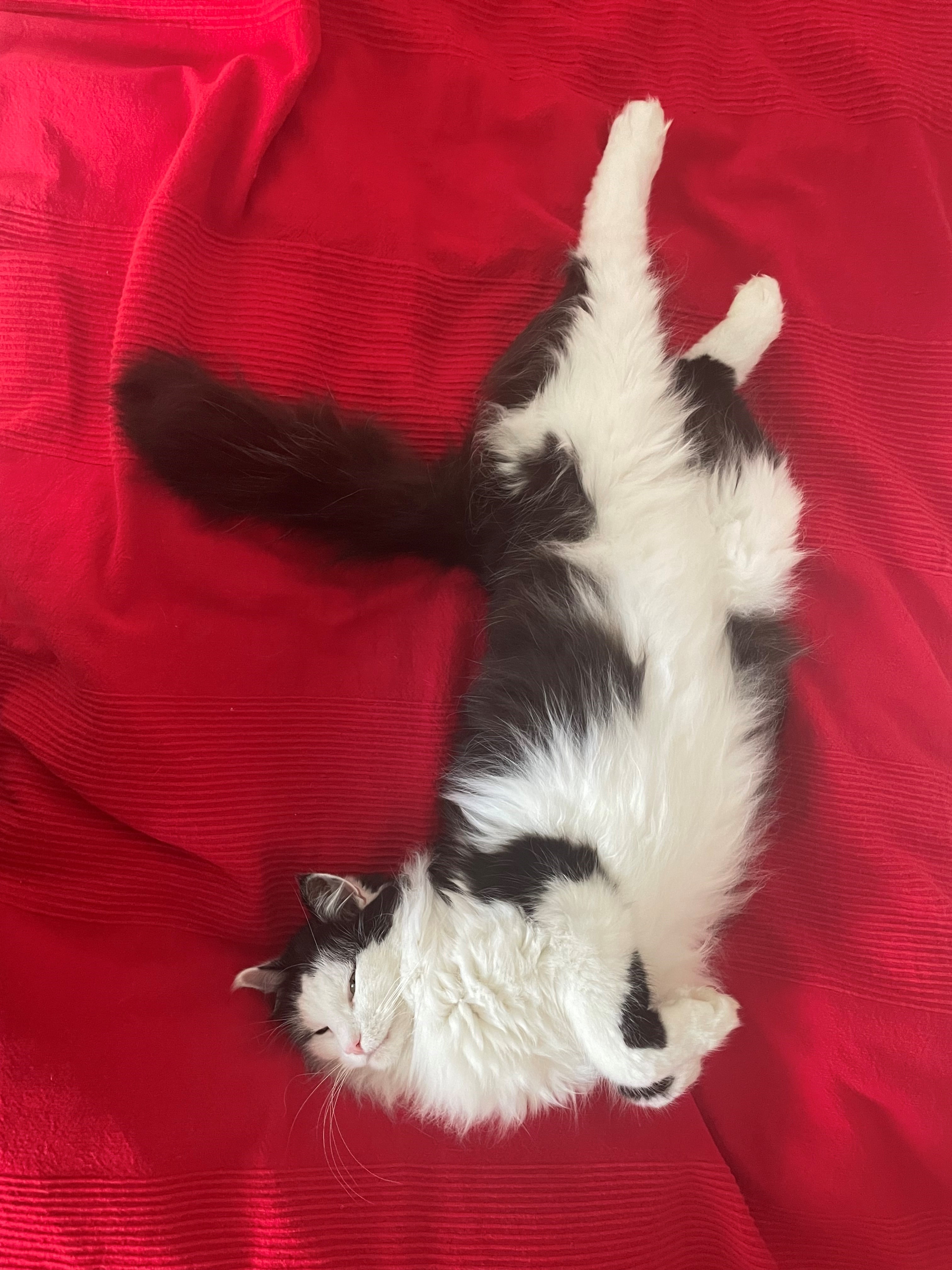 Julkortsobirisk katt Yale