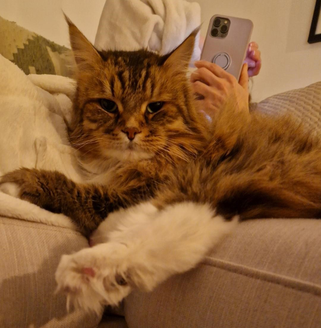 Sibirisk katt Lucifer