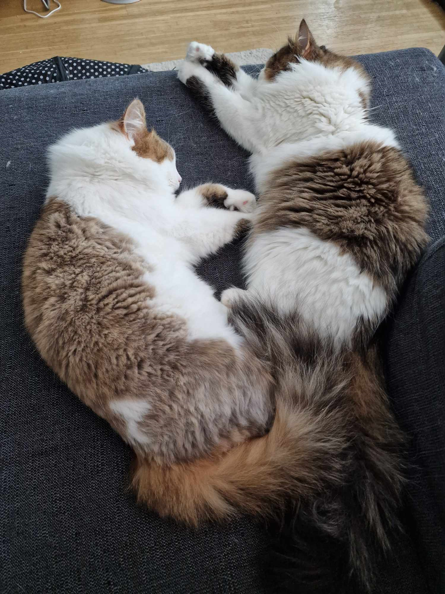 Julkort Amor o Alekto
