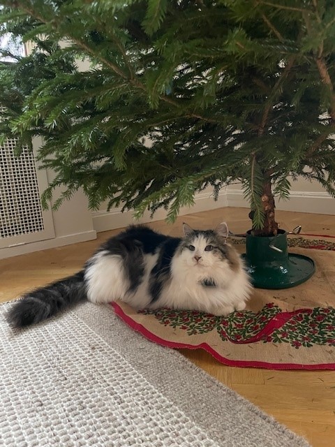 Julkort Velimir