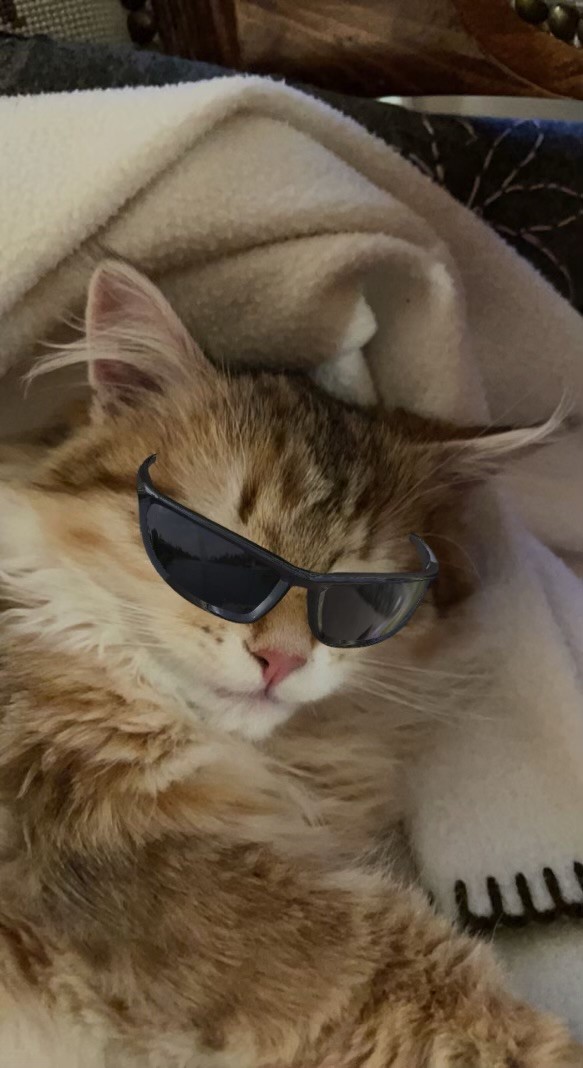 Sibirisk katt Indi
