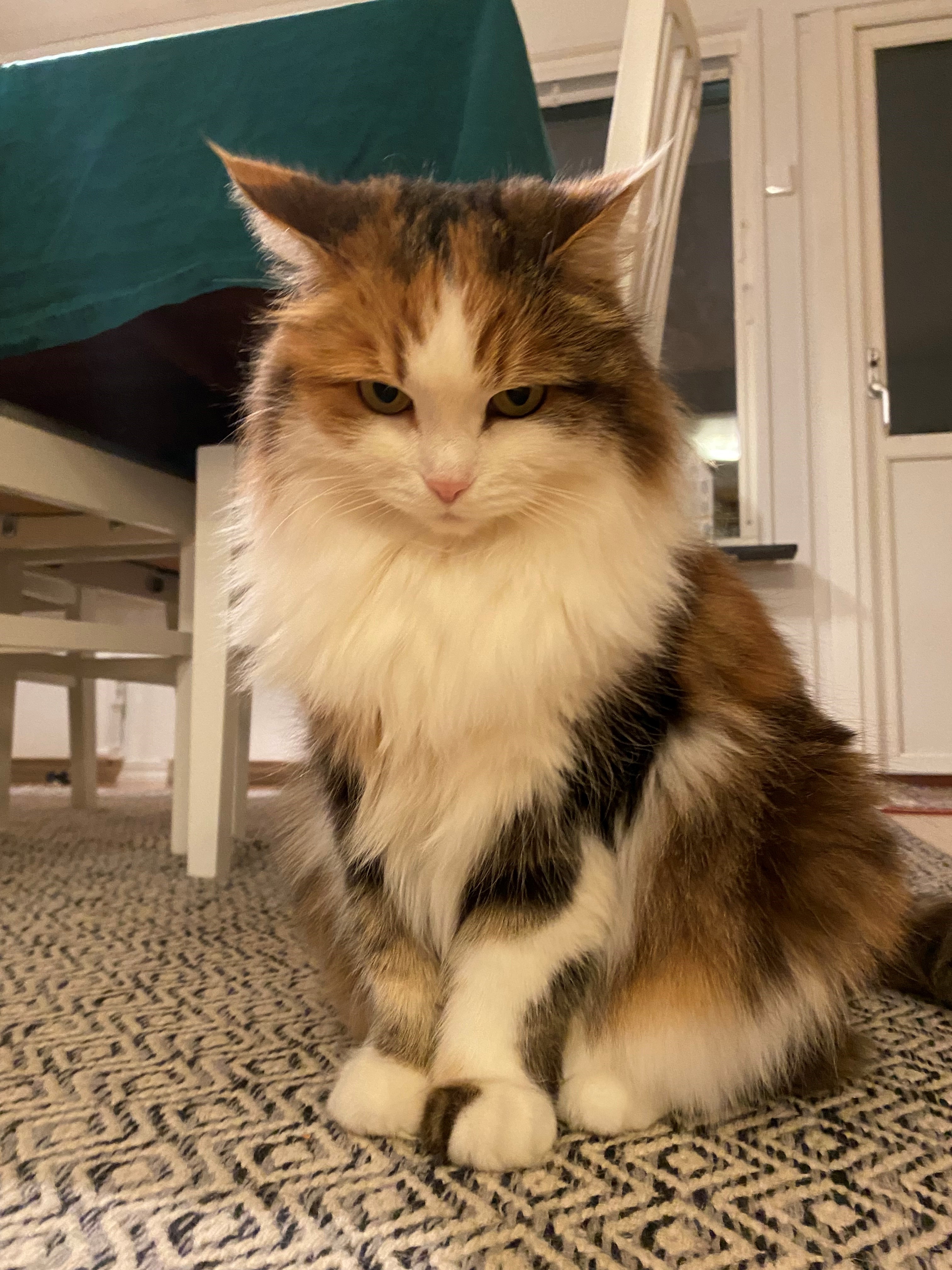 Julkort Katja