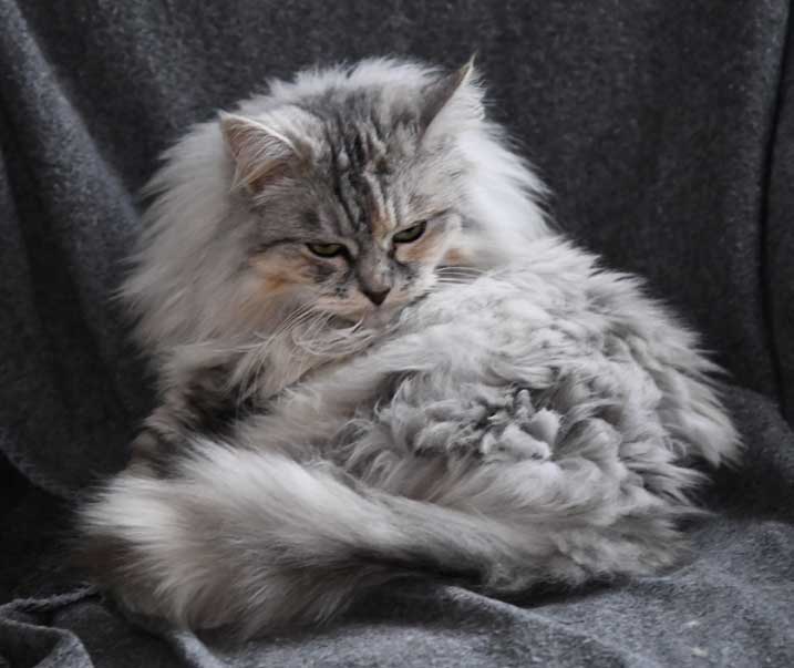 Sibirisk katt Zinnie