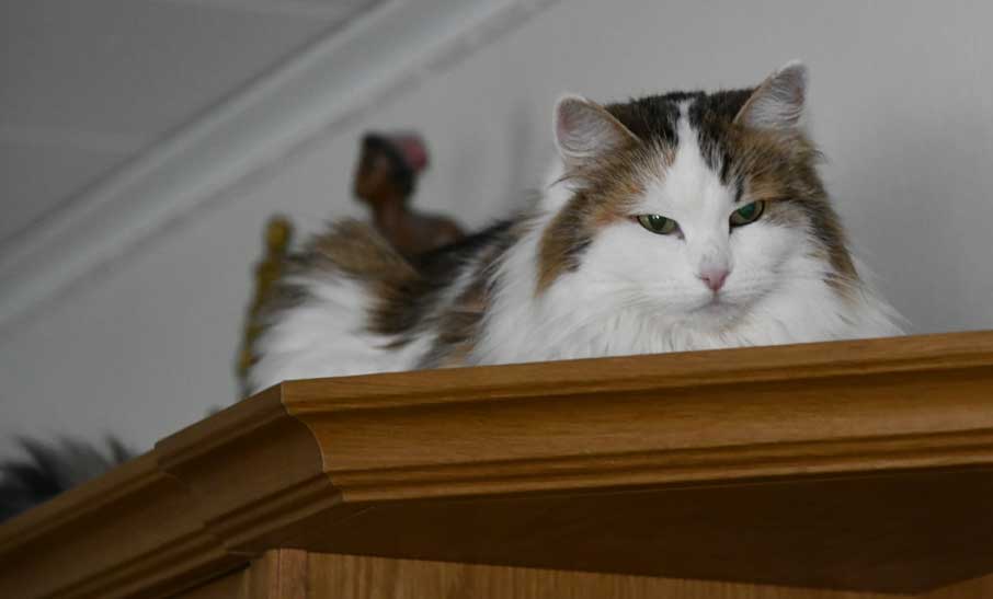 Sibirisk katt Tracie