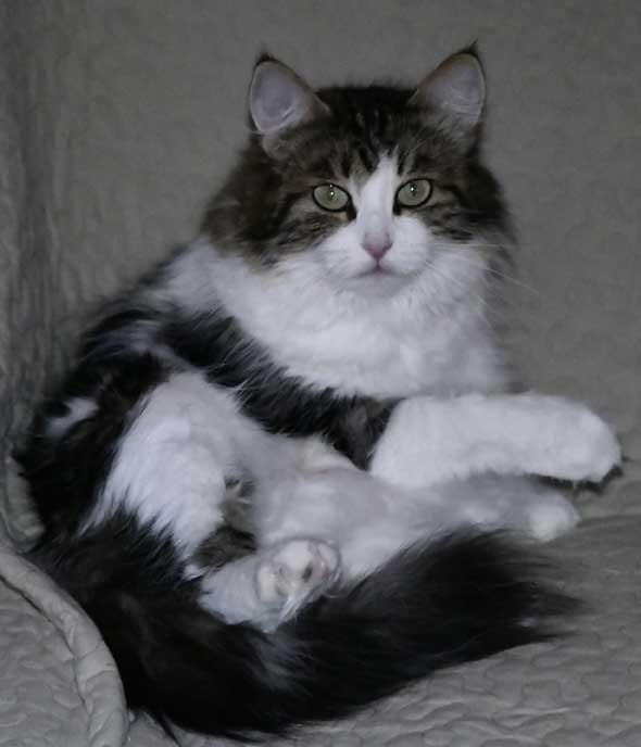 Sibirisk katt Vickie