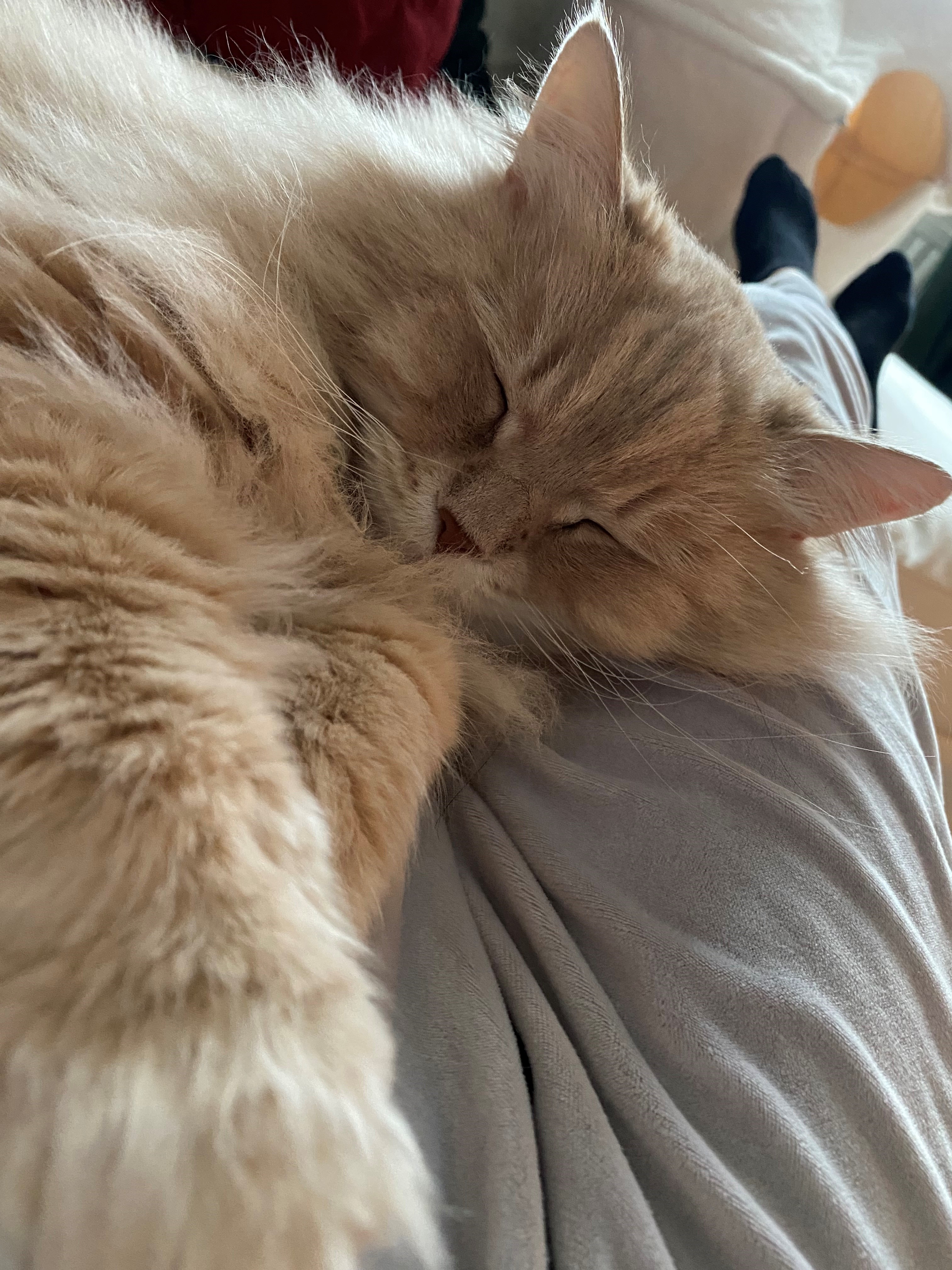 Sibirisk katt Boris