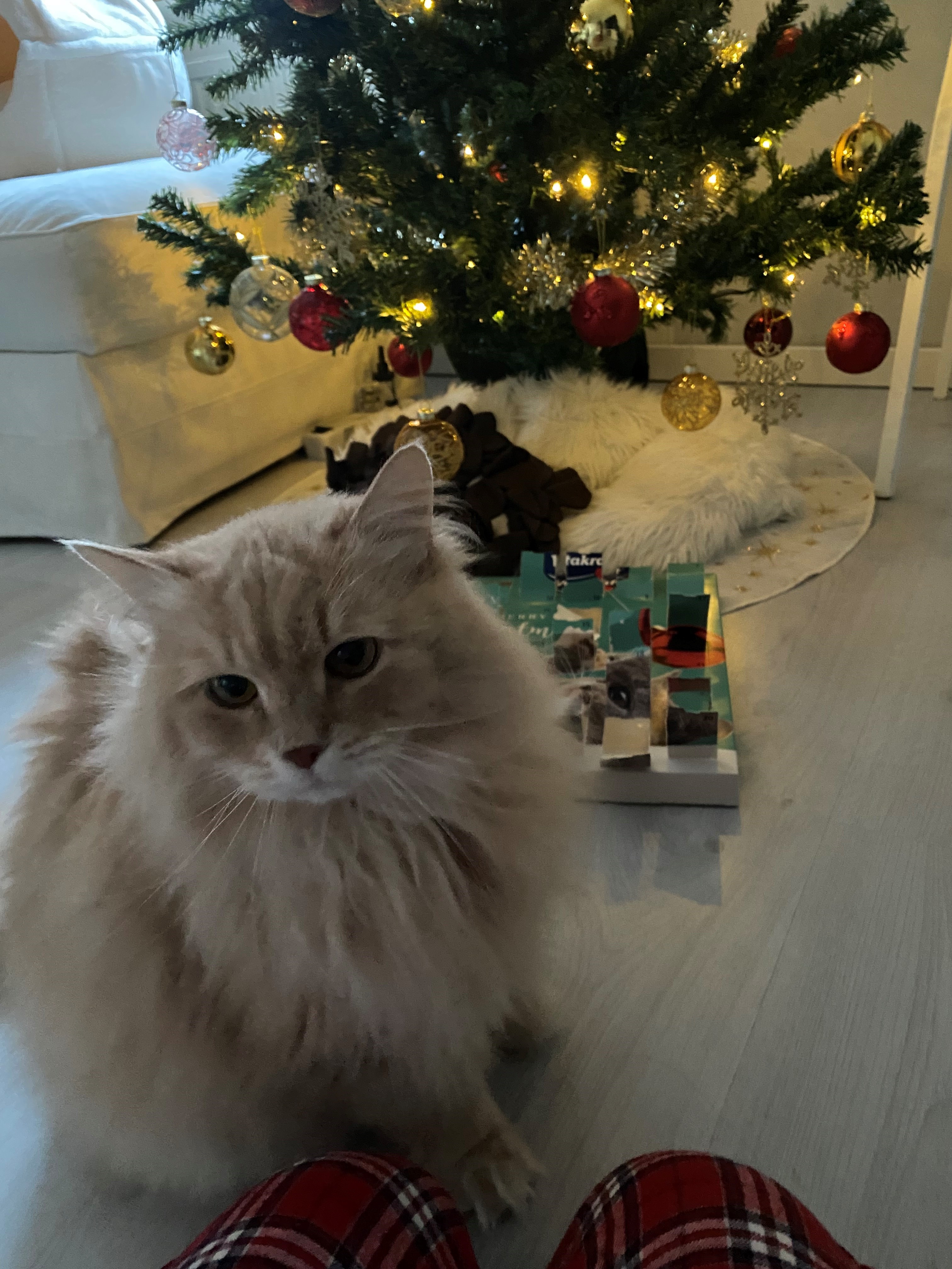 Julkort Boris