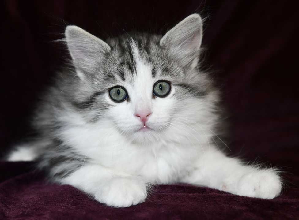Sibirisk kattunge Noel