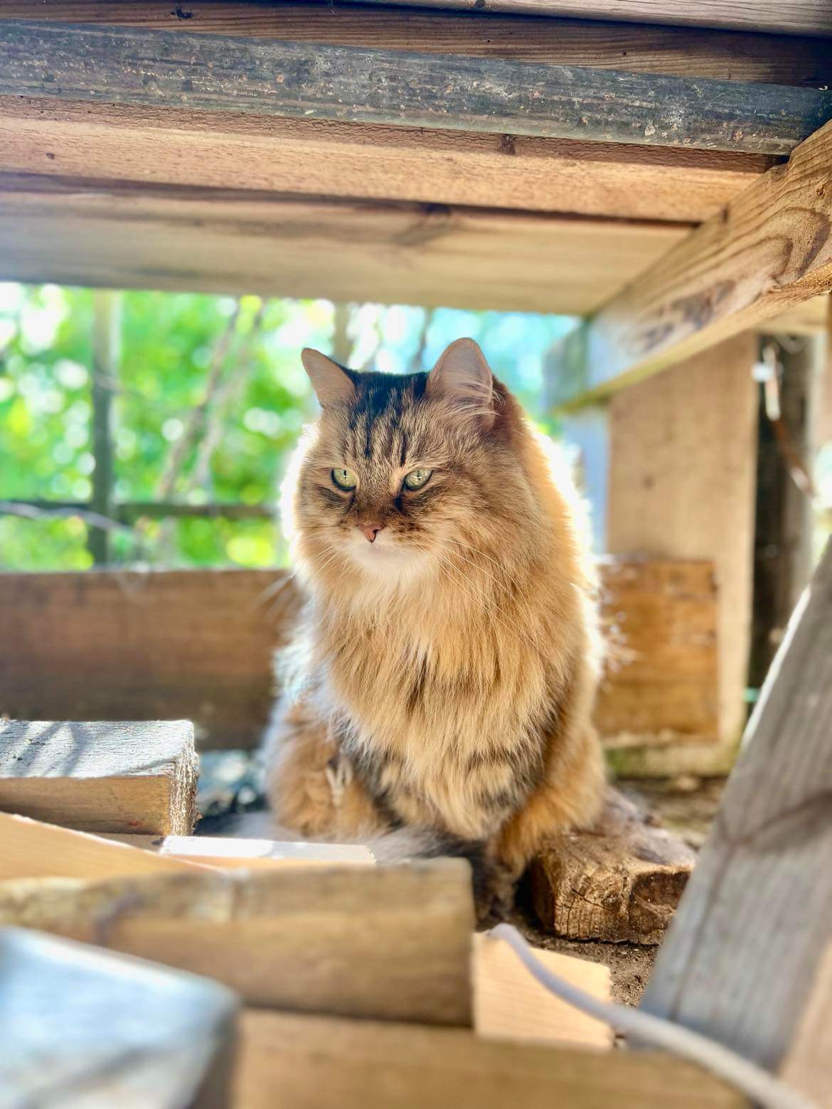 Sibirisk katt Epsilon