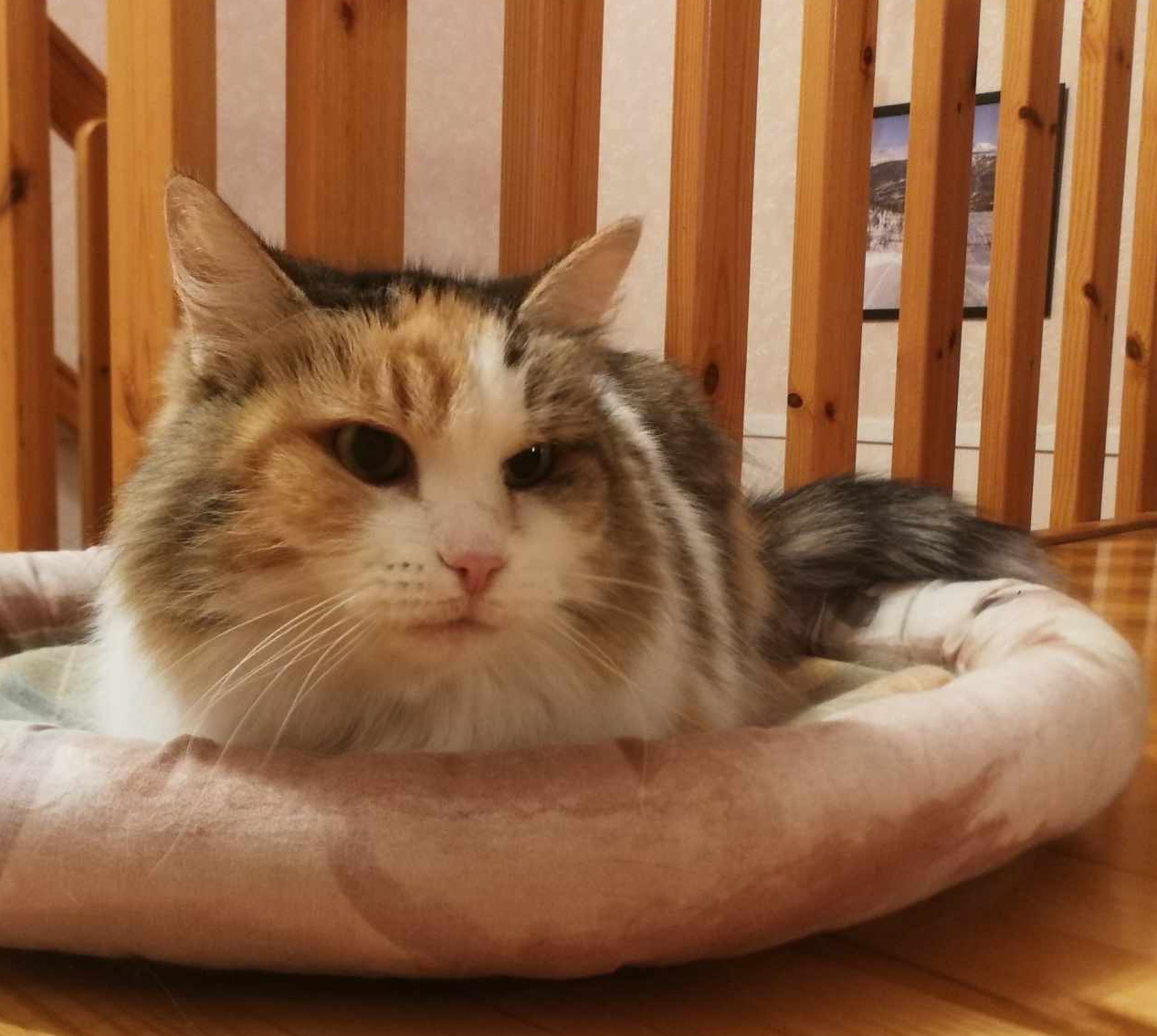 Sibirisk katt Colbie
