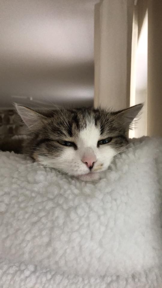sibirisk katt Kalypso