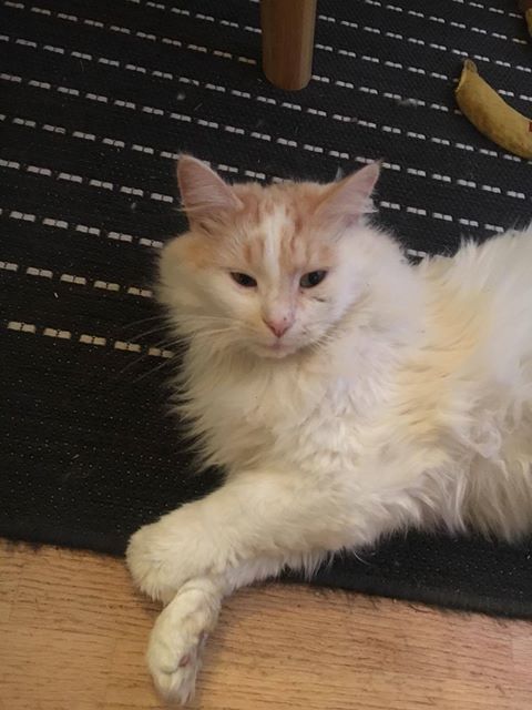 sibirisk katt Regulus
