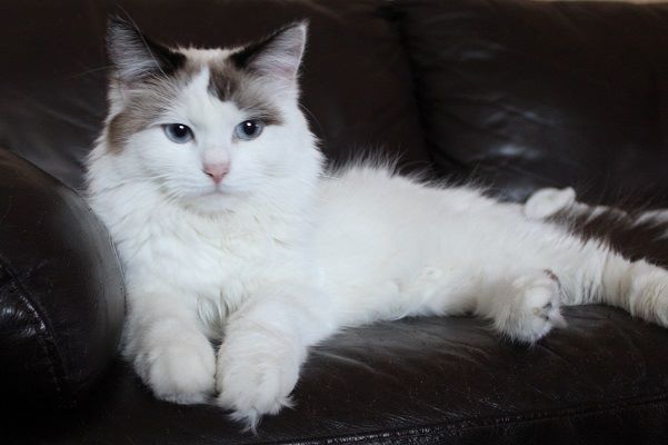 Neva Masquerade katt Ophelia