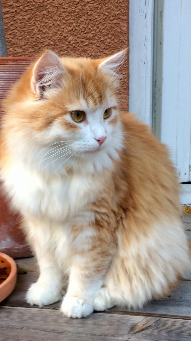 sibirisk katt Ivan