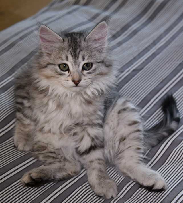 Sibirisk kattunge Nike