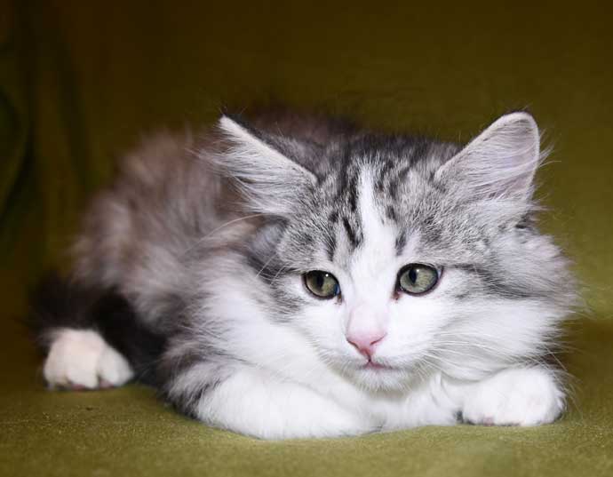 Sibirisk kattunge Noël