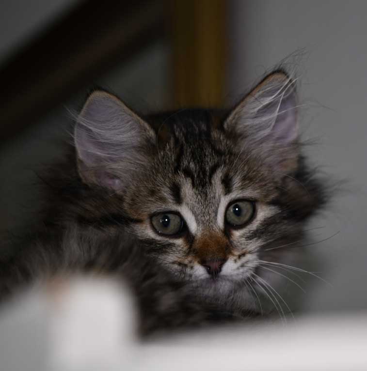 Sibirisk kattunge Nele