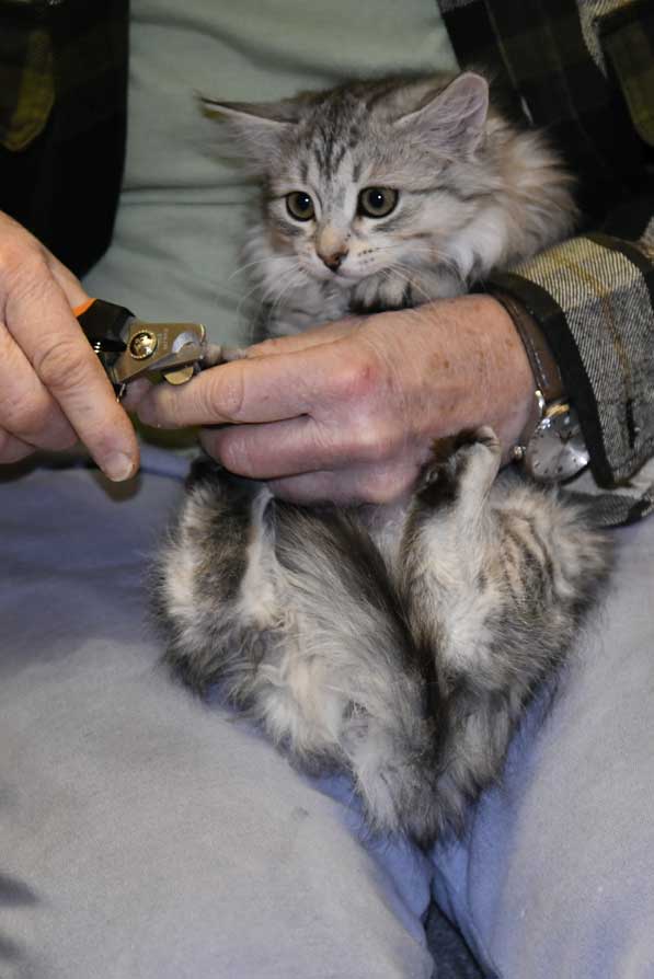 Sibirisk kattunge Nike